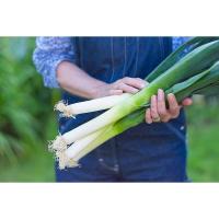 ราคา กระเทียมต้นฝรั่ง กระเทียมต้นยักษ์ 40-100 เมล็ด (Leek) เมล็ดกระเทียมต้น เมล็ดพันธุ์ [ซื้อ 10 แถม 1 คละได้] (23260263394)
