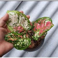 ราคา ต้นอัญมณี 3 สี ไม้มงคลหายาก อโกลนีมา (11435124369)