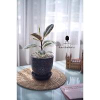 ราคา ต้นยางอินเดียด่าง ต้นไม้ฟอกอากาศ (6853481709)