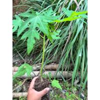 ราคา ต้นกล้ามะละกอเรดเลดี้แท้ (29806311543)