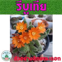 ราคา รีบูเทีย ดอกสีส้ม/ดอกขาว/ดอกชมพู/ส้มแดง (8667473880)
