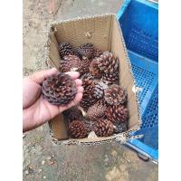 ราคา ดอกสน ลูกสน แห้ง ไม้ประดับ 70-260 ลูก น้ำหนักประมาณ 3 Kg ขนาดคละไซส์ (3226497158)