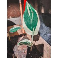 ราคา สาคูด่าง สาคูจีน ไม้ด่างสีสวย (8068654571)