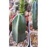 ราคา แคคตัส กระบองเพชร ไม้เล็ก#ตอบลู (288273956)