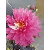 ราคา บัวด่างชมพูด่างขาว ใบก็ด่างลาย (27277220481)