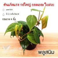 ราคา พลูสนิม ต้นพลูสนิม Black Gold Philodendron/Velour Philodendron ไม้จิ๋ว ไม้มงคล ไม้ฟอกอากาศ ไม้ประดับ พร้อมกระถาง (10774292840)