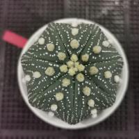 ราคา กระบองเพชร แอสโตรไฟตัม astrophytum (9997080023)