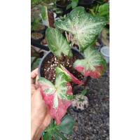 ราคา ชายชล บอนสีชายชล มีหัว กระถาง 5 นิ้ว (9293598930)