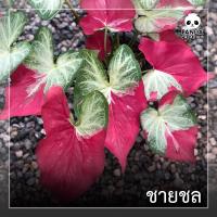 ราคา ชายชล บอนสีชายชล กระถาง 4” (16455197837)