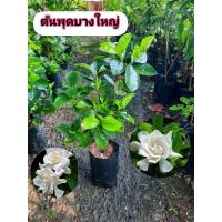 ราคา ต้นพุดเศรษฐีบางใหญ่ พุดบางใญ่ พุดซ้อน (50452849180)