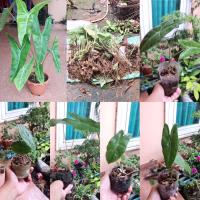 ราคา ต้นพญาจงอาง พญาจงอาง (8284596122)