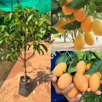 ราคา ต้นมะยงชิดทูลเกล้า กิ่งทาบ ลูกใหญ่เท่าไข่เป็ด ขนาด 80-1 เมตร (26951200302)