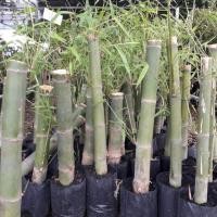 ราคา ต้นไผ่เลี้ยงน้องปลูกง่ายกินนาน (6638265406)