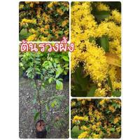 ราคา ต้นรวงผึ้ง ไม้ไทยมงคลดอกหอม (23432896783)