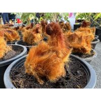 ราคา ว่านลูกไก่ทอง ไม้มงคลโบราณ ซื้อ3แถมเล็ก1 ขนสีทองสวย ว่านลูกไก่ปลูกไว้เสริมดวงและบารมี เป็นไม้มงคลโบราณ (10536547634)