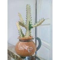 ราคา ยูโฟเบียขาวด่าง,สลัดไดด่าง,แลคเทียไวท์,กระดูกมังกร (11429061396)