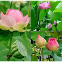 ราคา 5 เมล็ด บัวหลวง เมล็ดบัว สีชมพู ดอกใหญ่ สายพันธุ์เมล็ดบัว ดอกบัว Lotus seeds. (6293936315)