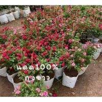 ราคา ต้นกุหลาบแคระหนูฮอลแลนด์ ถุงขาว ดอกดก สวย (25564949115)