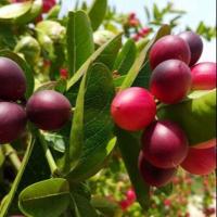 ราคา ต้นมะม่วงหาวมะนาวโห่ (2623348691)