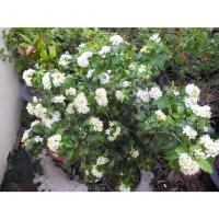 ราคา ต้นพันธุ์ แก้วพวง ต้นละ 39 บาท พร้อมปลูกในถุงดำ แก้วพวงดวงใจ แก้ว ดอกแก้ว (26164438717)