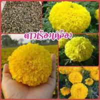 ราคา เมล็ดพันธ์ดาวเรือง เหลืองเจ้าพระยา มหาโชค รัสมีสีเหลือง ดอกใหญ่ เพาะง่ายอัตรางอก ส่งจากไทย (26091089356)