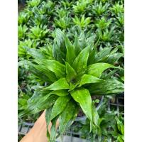 ราคา ต้นวาสนาเก้าชั้น ไม้มงคล ไม้ฟอกอากาศ (กระถาง 6 นิ้ว) (24144497225)