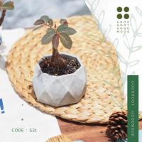 ราคา ไม้โขดมงคล มะยมเงินมะยมทอง ในกระถาง Loft design (11425305035)