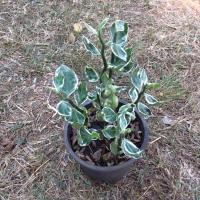 ราคา ต้นกวักเงินกวักทอง ใบด่าง ไม้มงคล ไม่ประดับ (6277494689)