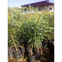 ราคา ต้นยี่โถเป็นไม้ที่มีดอกสวยงาม (3460540442)