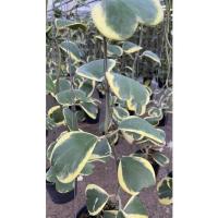 ราคา ต้นโฮย่าหัวใจด่างนอก,โฮย่าหัวใจทศกัณฑ์ (8995115293)