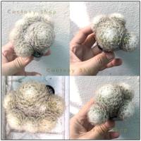 ราคา แมมขนนก ขนนกขาวฟอร์มกอ ขนาดกระถาง 5 ซม. กระบองเพชร แคคตัส cactus mammillaria plumosa ขนนกขาว แมมขนนกขาว อวบ ล้นกระถาง (3641193373)
