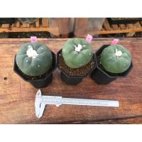 ราคา แคคตัส โลโฟ Lophophola ไม้เมล็ดสวยๆ ต้นใหญ่ๆ (7477879982)