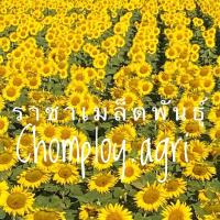 ราคา แม่พันธุ์ทานตะวันสำหรับปลูกโชว์ดอกแบ่งขาย 500 กรัม ประมาณ5,000-5,500เมล็ด ดอกใหญ่ สีเหลืองสด ทนแล้ง แข็งแรง (16987426578)