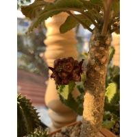 ราคา กระบองเพชร (เก๋งจีน) (4843786618)