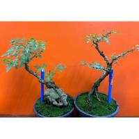 ราคา บอนไซ หมาก เมเปิ้ลใบหอม ซื้อ 1 แถม 1 ตามรูปจริง (41476052782)