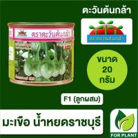 ราคา เมล็ดพันธุ์ ตะวันต้นกล้า มะเขือเปราะน้ำหยดราชบุรี SP BIG กระป๋อง ขนาด 20 กรัม (23456424493)