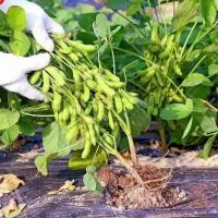 ราคา เมล็ดพันธุ์ ถั่วแระญี่ปุ่น บรรจุ 10 เมล็ด Green Soybean Edamame Seeds เอดามาเมะ เมล็ดถั่วแระญี่ปุ่น (47001140961)