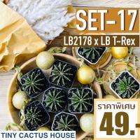 ราคา ✨✨⭐️✴️ ยิมโน LB 2178 ดอทฟู x LB T-Rex สายพันธุ์เฉพาะจาก Tiny Cactus House ✴️⭐️✨✨) (29279422895)