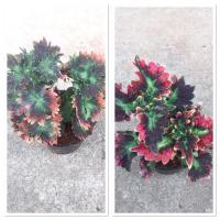 ราคา ต้นฤาษีผสม(กระถาง4นิ้ว) (5451120267)