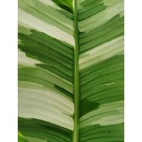 ราคา #ขุดสด# กล้วย​ฟลอริด้าด่าง​ กล้วย​ฟลอริดา​ กล้วยด่าง​ ​ Musa Florida Variegated​ (11218295623)