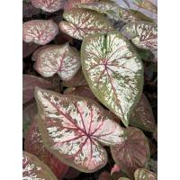 ราคา ราหูอมจันทร์บอนสี กระถาง6นิ้ว (54100664574)