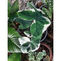 ราคา ต้นถุงเงินถุงทองด่างขาว (9788361111)