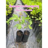 ราคา ต้นมะตูมแขกหรือมะตูมซาอุ 4 ต้น 70 บาทพร้อมส่งค่ะ (23780915235)