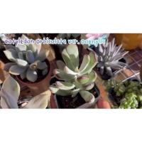 ราคา กุหลาบหิน อวบสวย นวลชัด #กุหลาบหิน #ไม้อวบน้ำ #Cotyledon #orbiculata #Oophylla (17430544455)