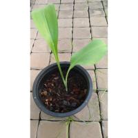 ราคา ว่านมหาลาภ ว่านเสน่ห์มหาลาภ ว่านกวักนางพญาหงสาวดี ผู้ปลูกมักจะได้ลาภจากการเสี่ยงโชคเสมอ ต้นละ 29 บาท (5759041637)