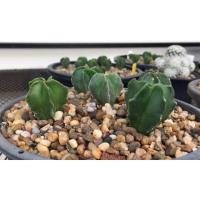 ราคา แคคตัส แอสโตรไฟตัม มายริโอเพาะเมล็ดจากพ่อกิกโกะด่าง ชุด5ต้น ขนาด 2-3 ซม.เริ่มออกโกะ (5945563257)