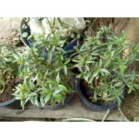 ราคา พุดศุภโชค ต้นเล็กแคระ (9516789047)