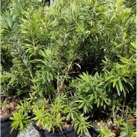 ราคา ต้นสนใบพาย กระถาง10นิ้ว (1ต้น/แพ็ค) (5449407695)