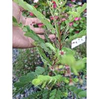 ราคา ต้นธรณีสารว่านธรณีสารต้นไม้ป้องกันภัย (55301025875)