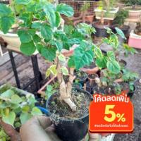 ราคา ต้นกาสะลอง ต้นปีบจิ๋ว ต้นคู่ (12347028917)